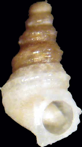 Alvania pagodula pullus?